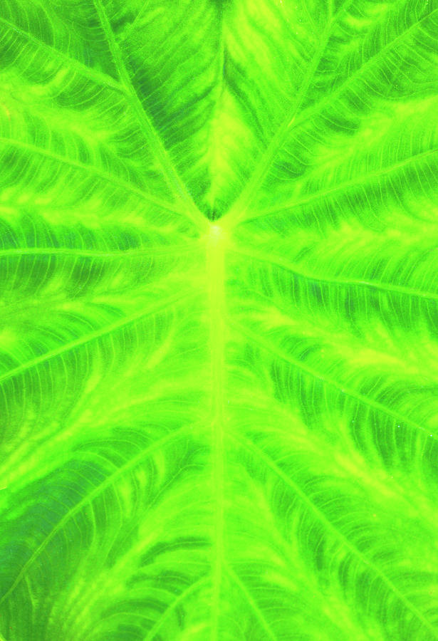 Vivid Green Leaf Photograph by Amy Sorvillo