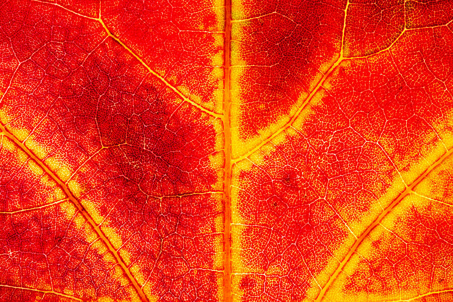 Vivid Leaf Veins in Autumn Photograph - Fall Fire by Chad Thunberg