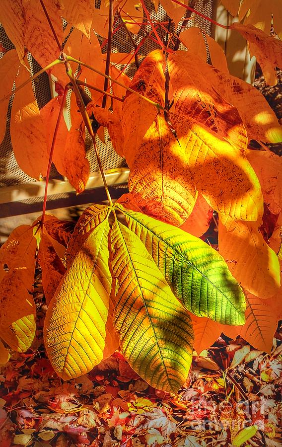 Vivid Leaves Photograph by Dave Cotton - Fine Art America