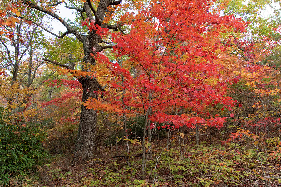 Vivid Orange Maple Photograph by Cascade Colors