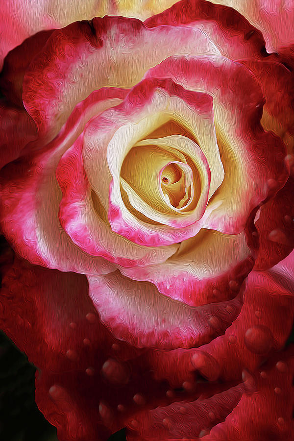 Vivid Rose After The Rain Photograph by Vanessa Thomas