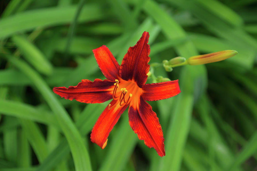 Vivid Scarlet Beauty - One Boldly Colored Daylily Bloom Photograph by Georgia Mizuleva