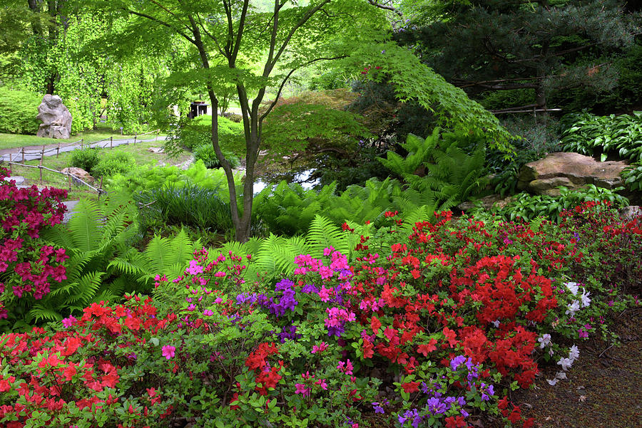 Vivid Spring in Japanese Garden 1 Photograph by Jenny Rainbow