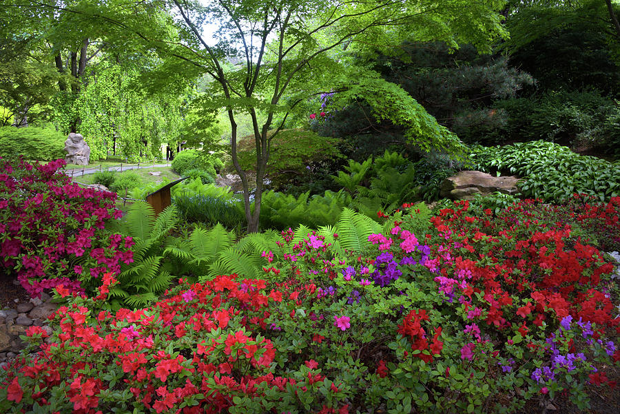 Vivid Spring In Japanese Garden 3 Photograph