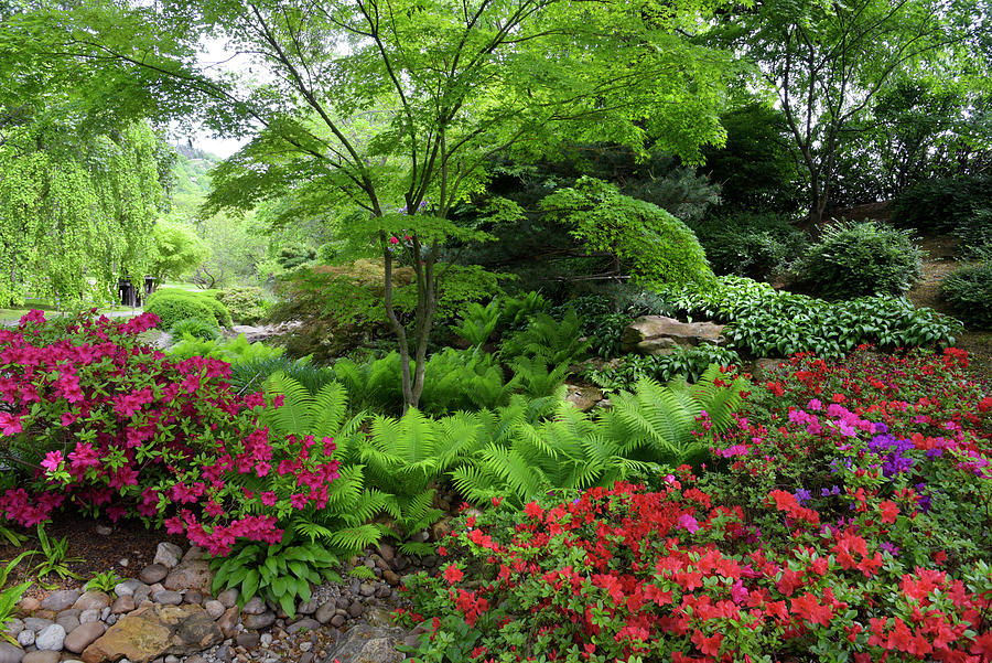Vivid Spring In Japanese Garden 4 Photograph