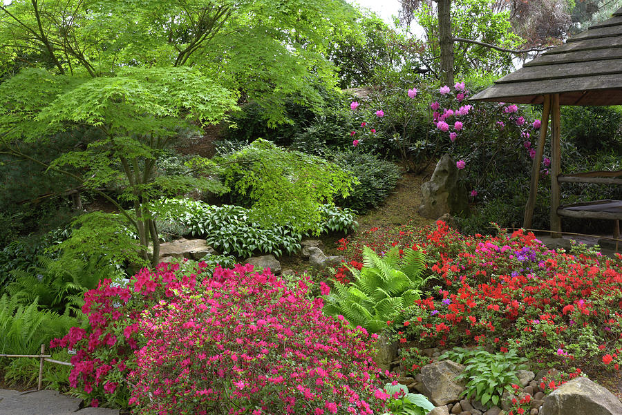 Vivid Spring in Japanese Garden 7 Photograph by Jenny Rainbow