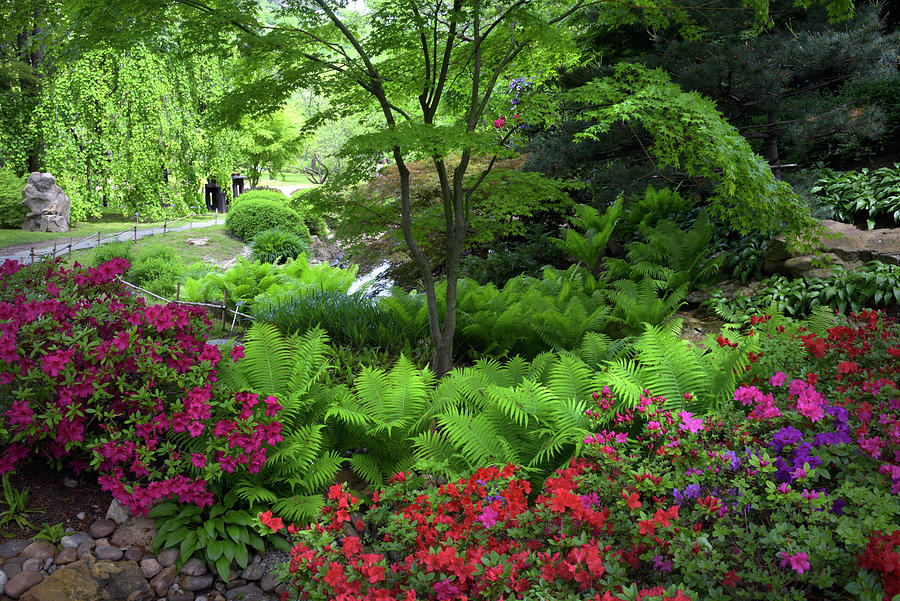 Vivid Spring In Japanese Garden Photograph