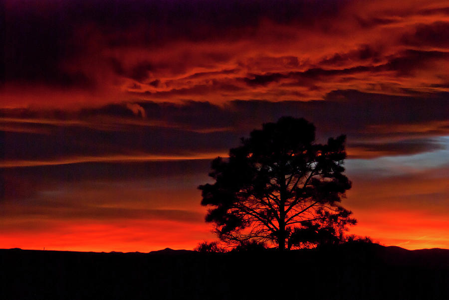 Vivid Sunset with Tree Silhouette Photograph by Cascade Colors