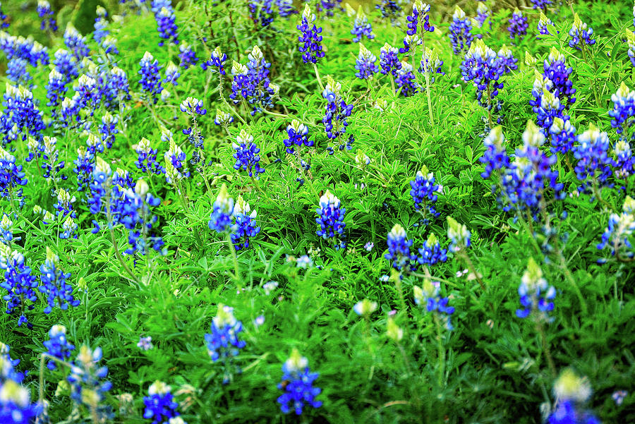 Vivid Texas Bluebonnets Photograph by Dan Sproul