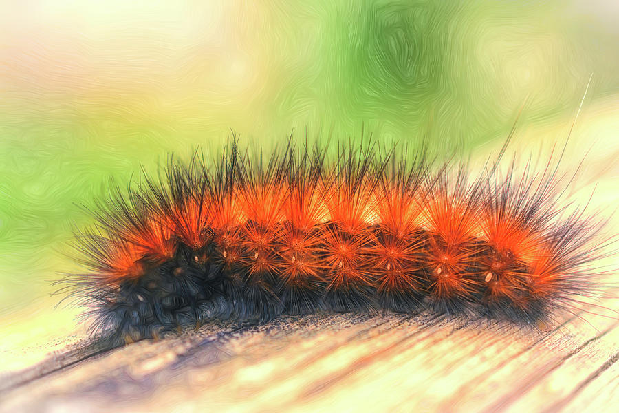 Vivid Wooly Photograph by Jim Love