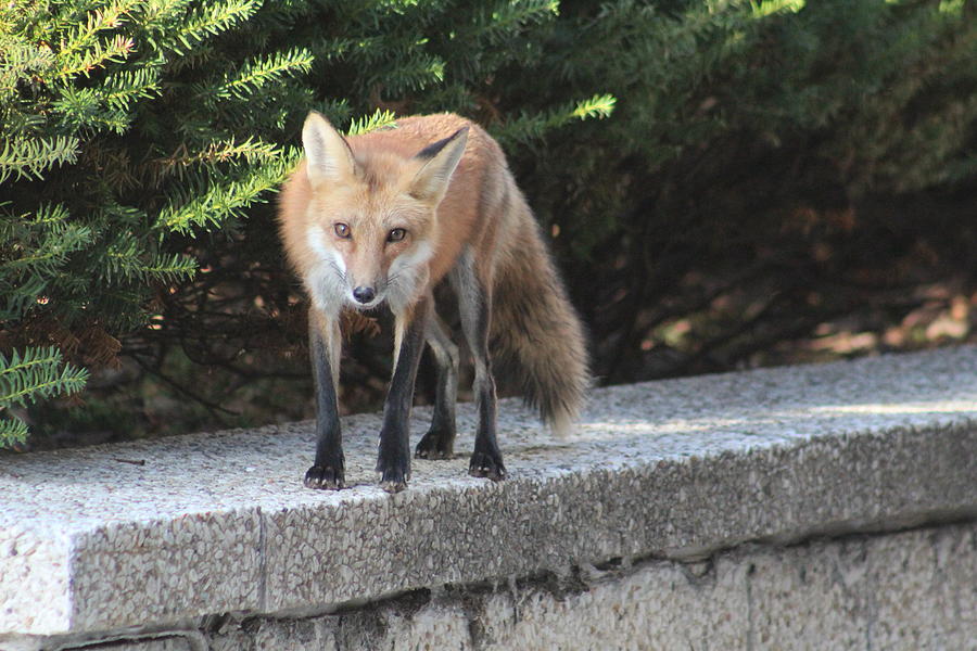 Red Fox Photograph - Vixen by Callen Harty Red Fox Photograph - Vixen by Callen Harty