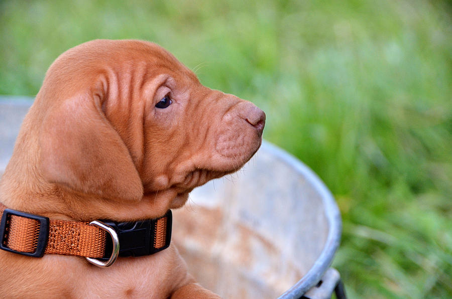 Vizlsa puppy dog in a rusty galvanized pail Photograph by Jessica Lynn Culver