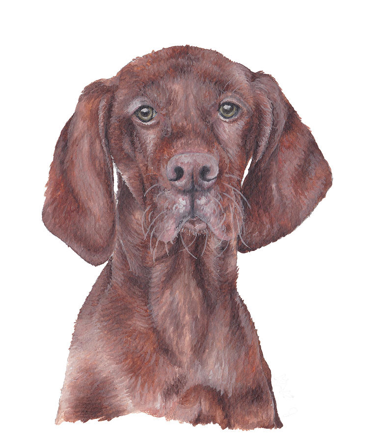 Vizsla Painting by Katherine Klimitas - Fine Art America