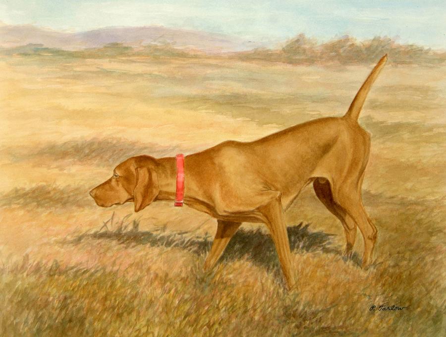 Nature Painting - Vizsla Pointing in Field by Phyllis Tarlow