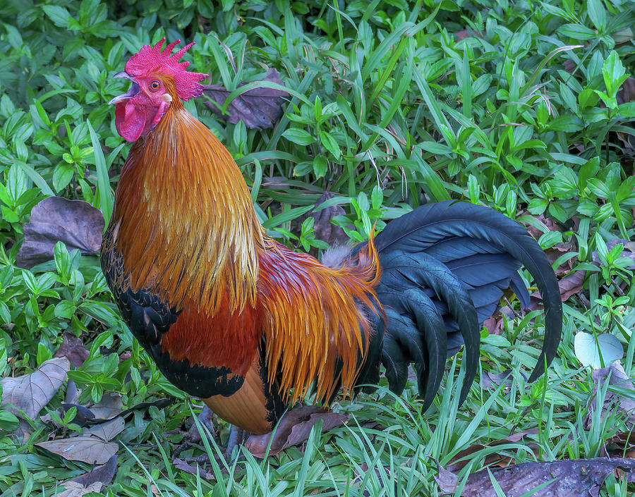 Vocal Rooster. Photograph by Doug Davidson