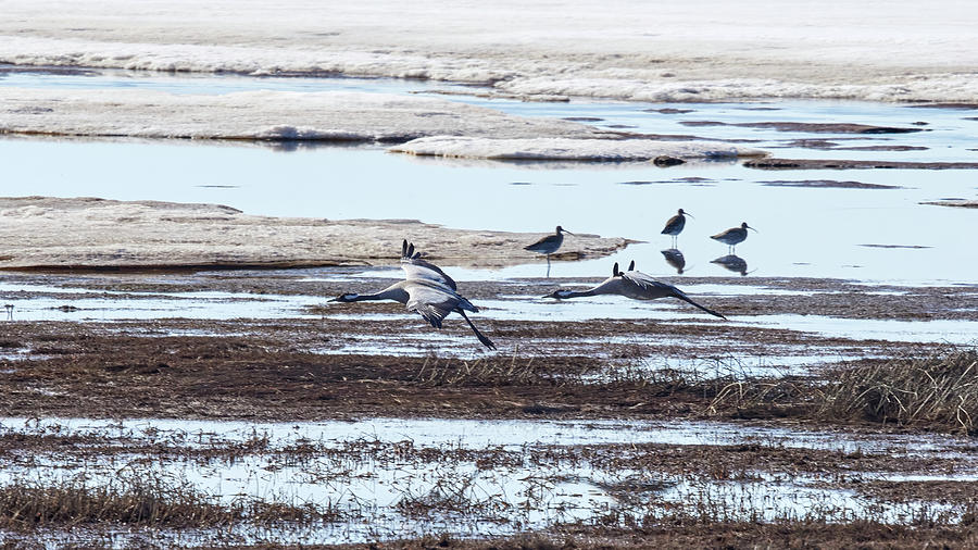 Voices of spring. Eurasian crane and Eurasian curlew Photograph by Jouko Lehto