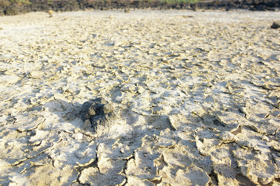 Volcanic rock on dry soil ground Photograph by Josu Ozkaritz