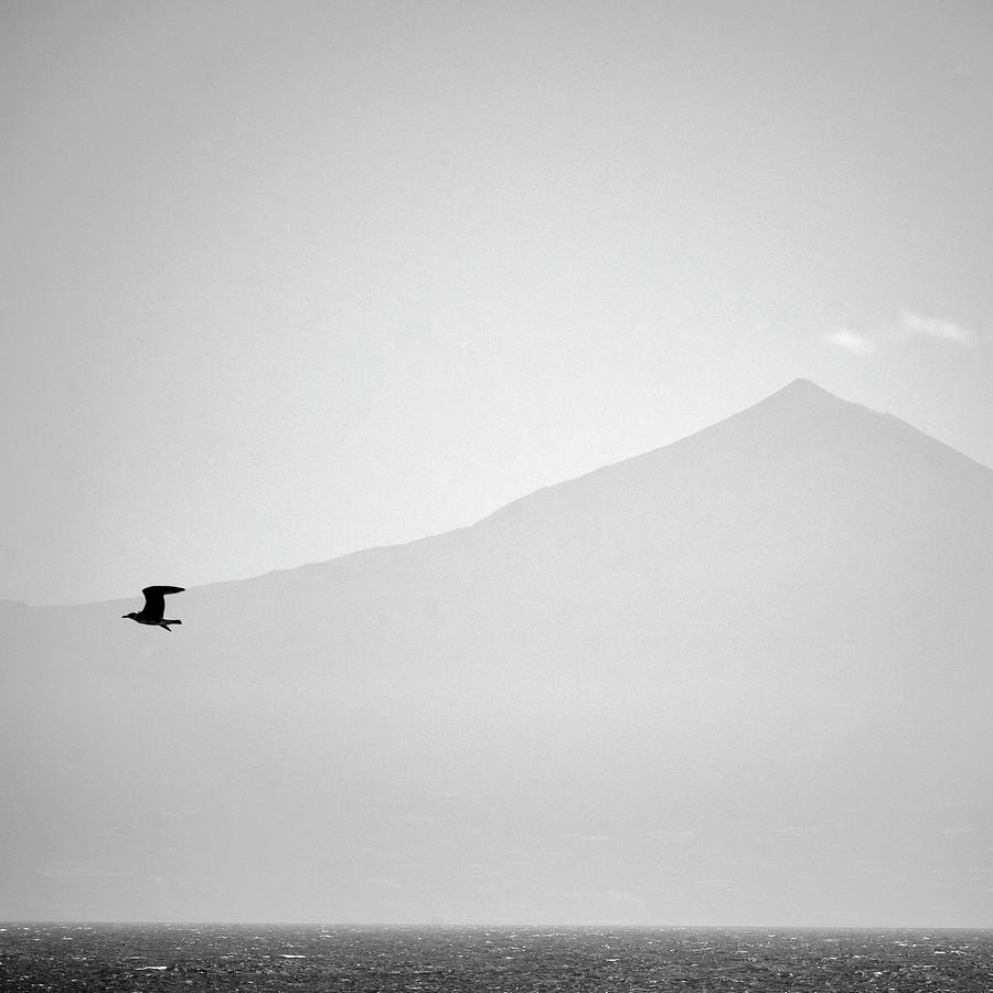 Volcano and seagull. Teide. III Photograph by Guido Montanes Castillo