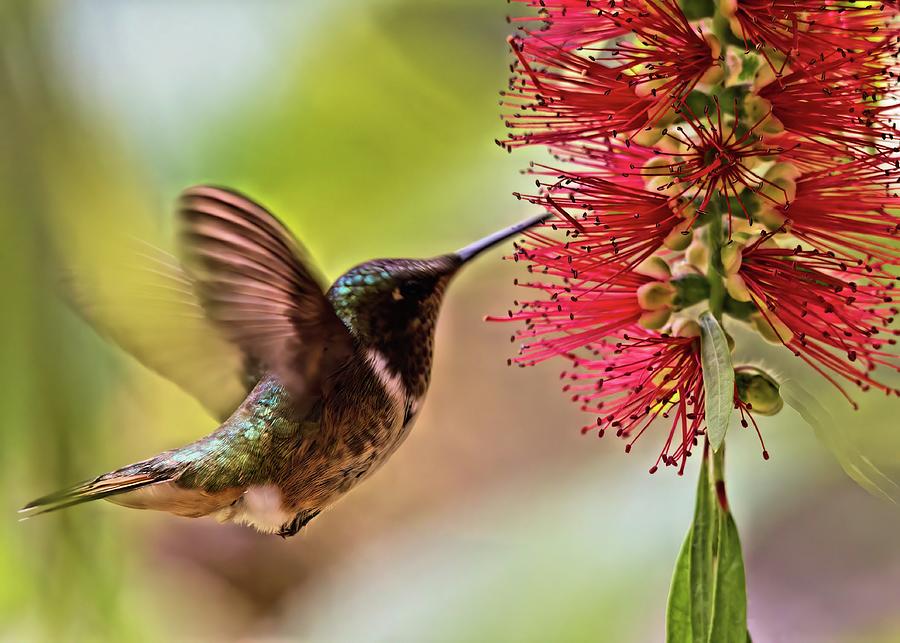 Volcano Hummingbird Costa Rica Photograph by James Mayo - Fine Art America