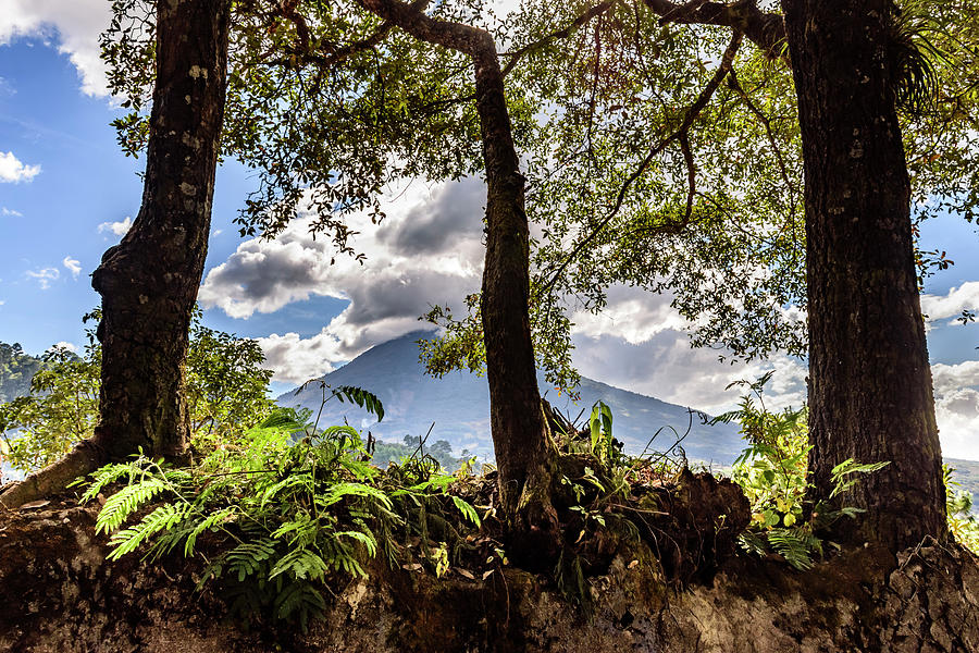 Central America Photograph - Volcano Through The Trees by Lucy Brown