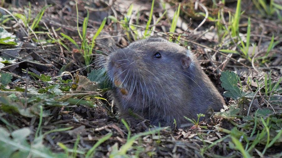 Vole Photograph by Dennis Boyd - Fine Art America