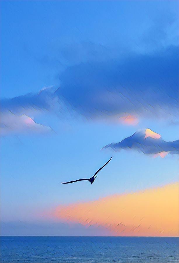 Volo del Gabbiano Photograph by Barbara Castagna - Fine Art America