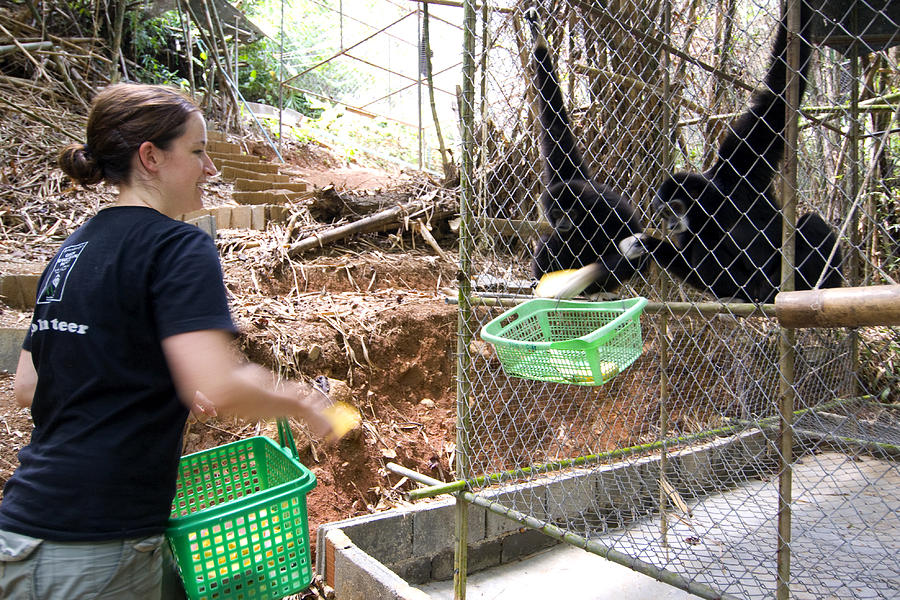 Volunteer feeding gibbons at Gibbon Rehabilitation Centre. Photograph by Lonely Planet
