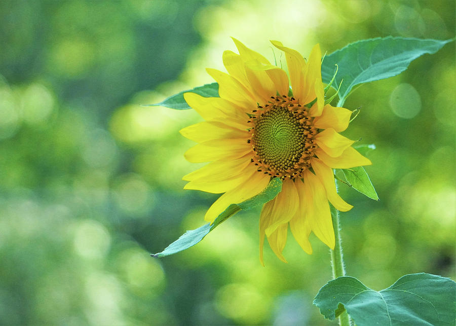 Volunteer Sunflower Photograph by Karen Beasley