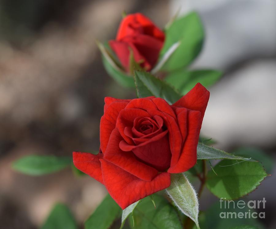 Voluptuously Red Roses Photograph by Janet Marie