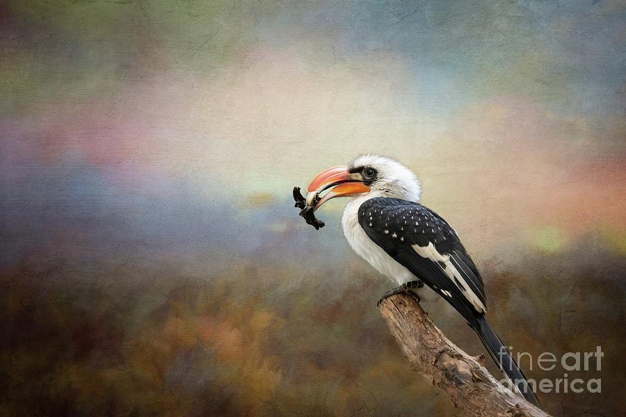 Hornbill Photograph - Von der Deckens Hornbill by Eva Lechner
