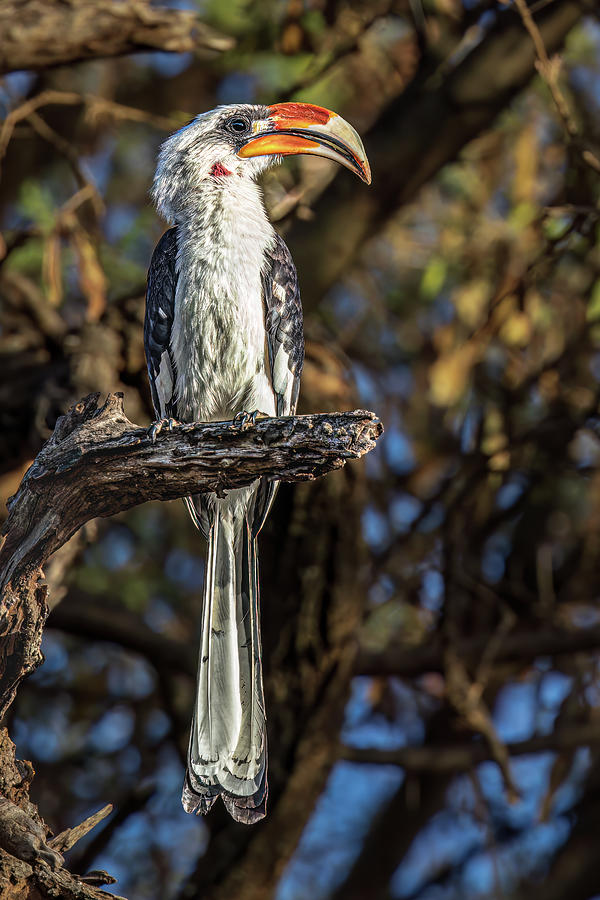 Image Gary Brewer image beautiful image beautiful image beautiful - Von Der Decken's Hornbill Photograph by Gary and Donna Brewer ...