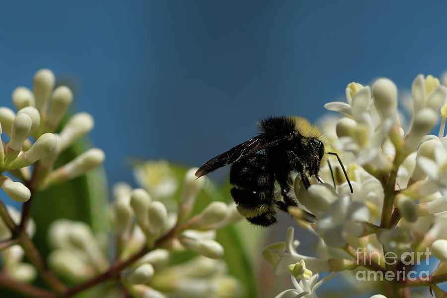 Animal Photograph - Vosnesensky Bumble Bee on Privet Blossom #1 by Nancy Gleason