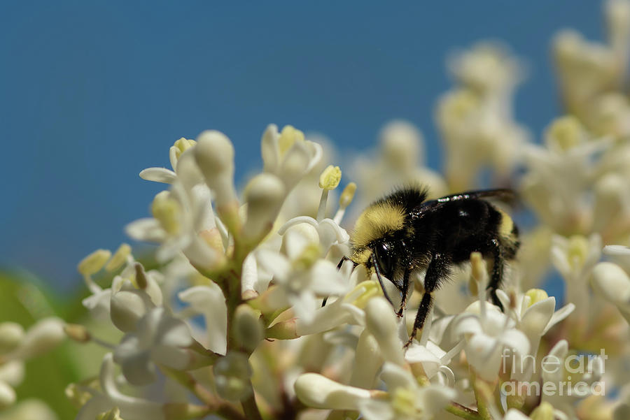 Animal Photograph - Vosnesensky Bumble Bee on Privet Blossom #3 by Nancy Gleason