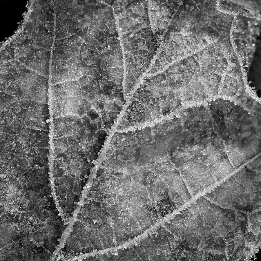 Voyage Of Frosty Veins Photograph