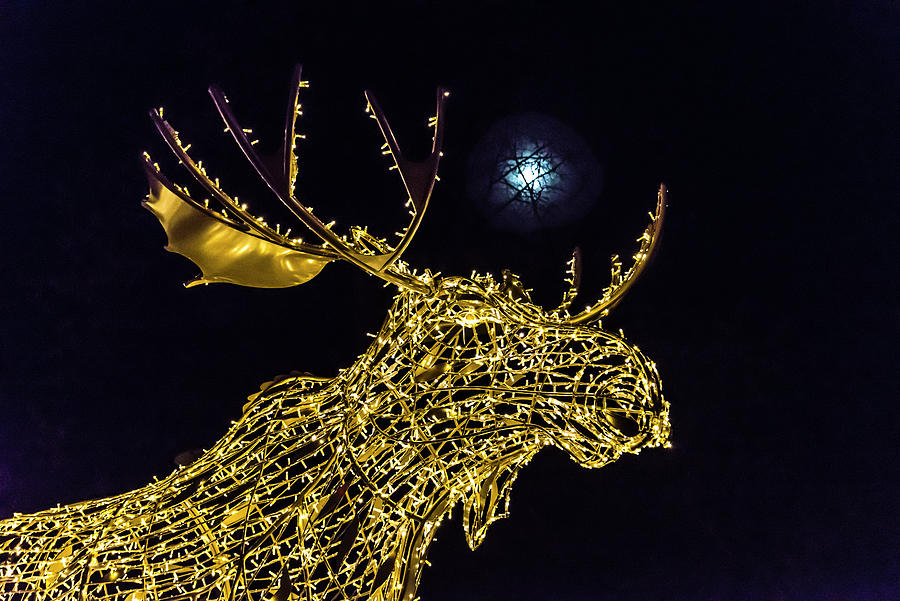 Voyage of the Star Moose Photograph by Alex Lapidus