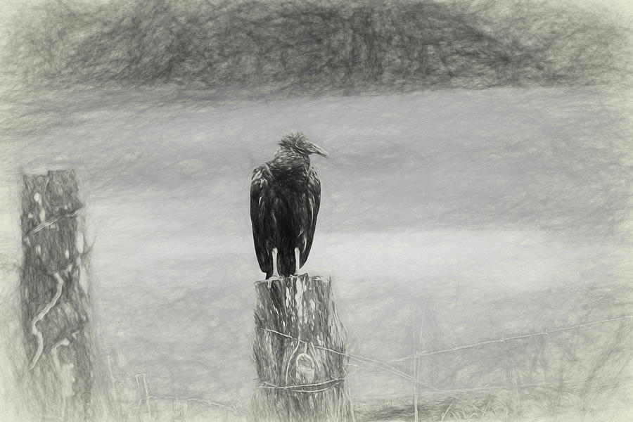 Vulture 2 Digital Art by Linda Segerson