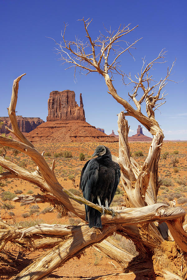 Vulture at Monument Valley Photograph by Patti Deters