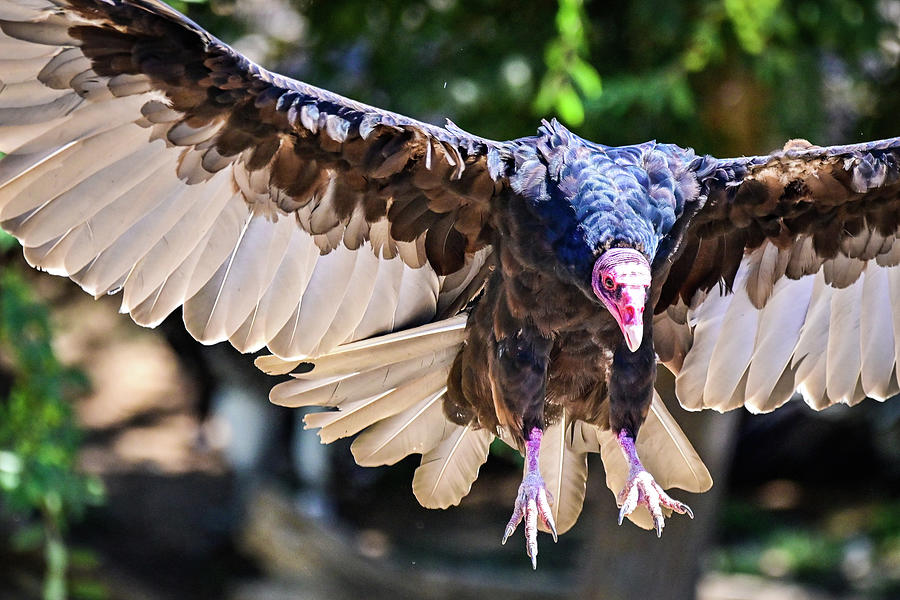 Vulture coming in hot Photograph by Ed Stokes