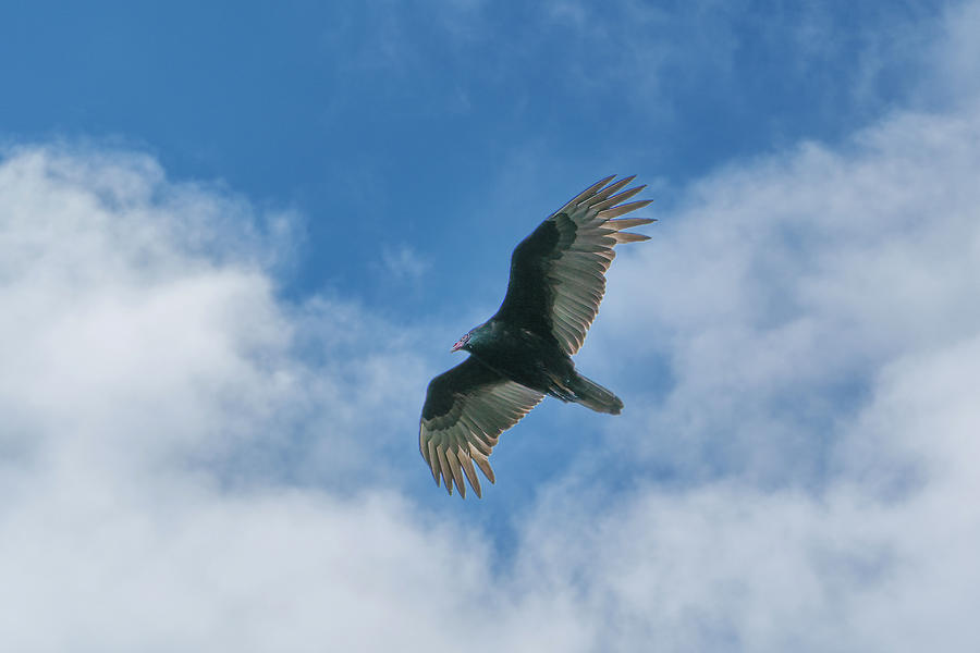 Vulture Photograph by David Heilman
