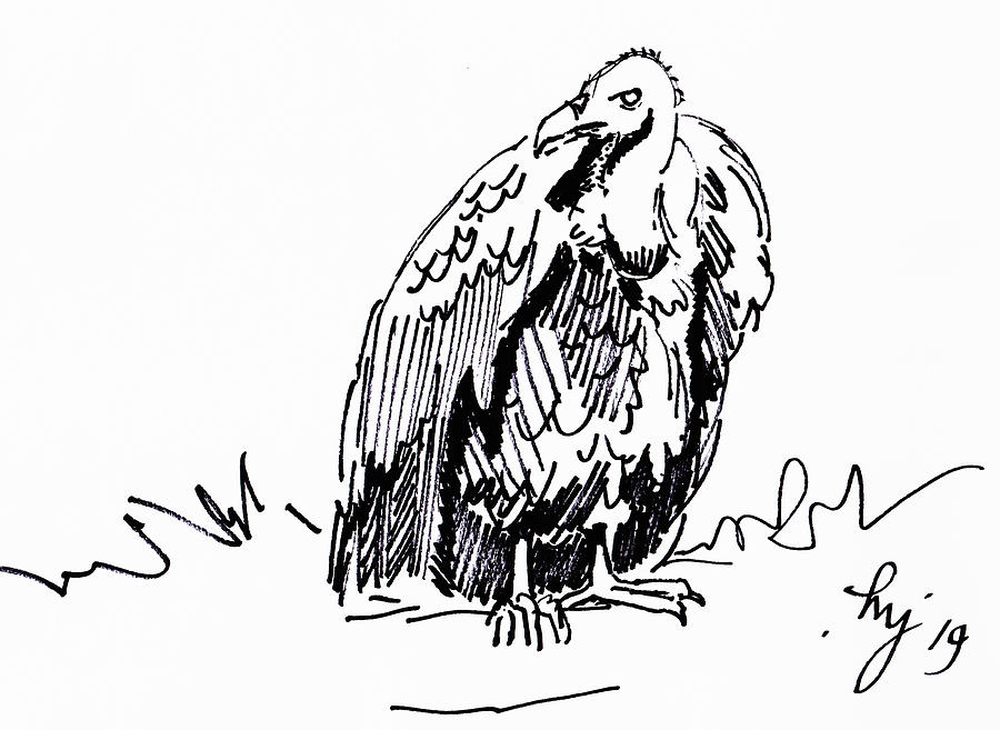Vulture Drawing - black and white illustration Drawing by Mike Jory