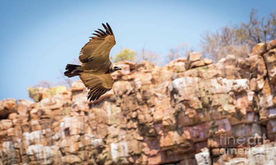 Vulture Flying in Canyon Photograph by THP Creative