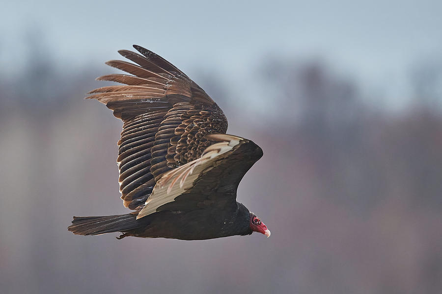 Vulture in Flight Photograph by Paul Freidlund