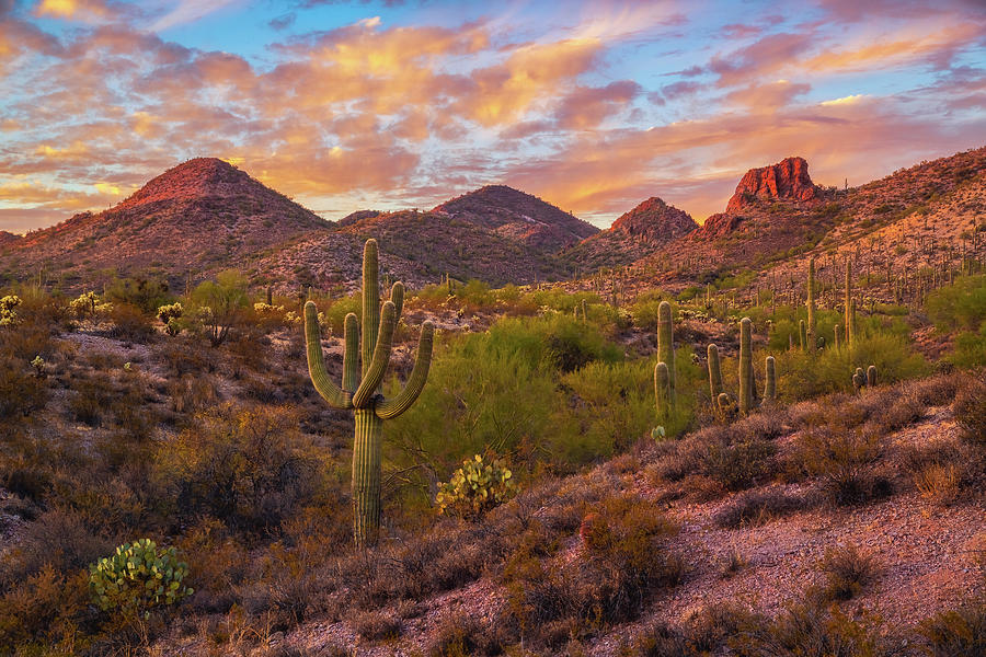 Sunset Photograph - Vulture Mine Sunset - Arizona Wild by Darren White