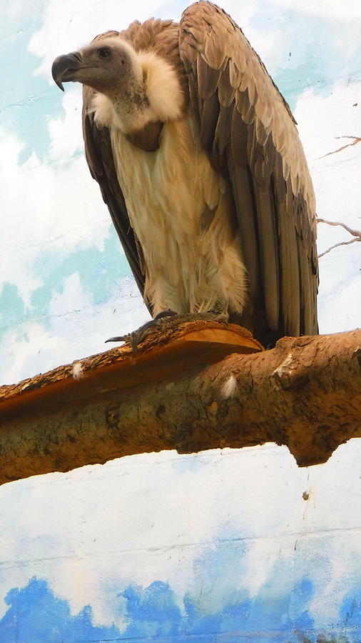 Death Photograph - Vulture of Virtue by YHWHY Vance Death Photograph - Vulture of Virtue by YHWHY Vance