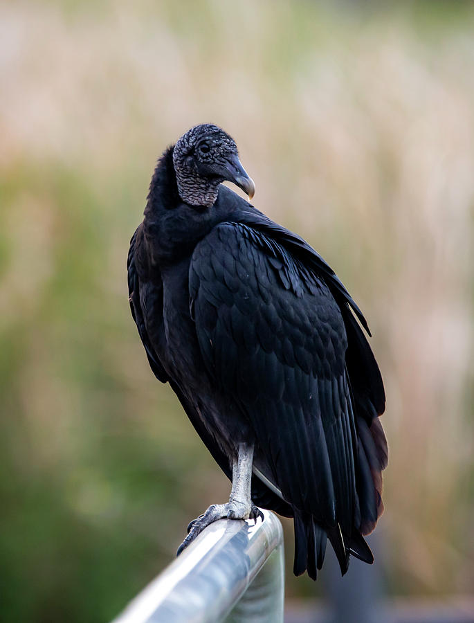 Vulture on a railing portrait by Kevin Banker Vulture on a railing portrait by Kevin Banker