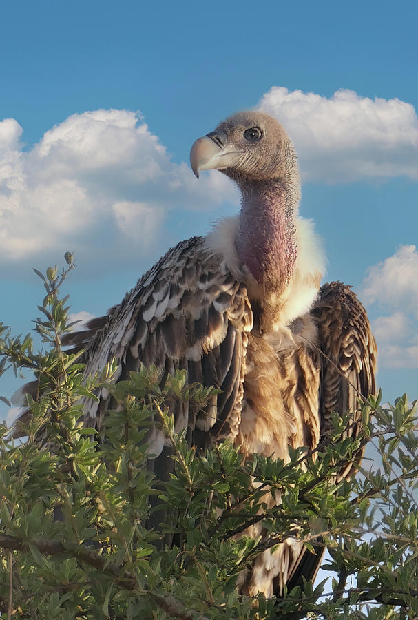 Vulture Photograph - Vulture by Phil And Karen Rispin