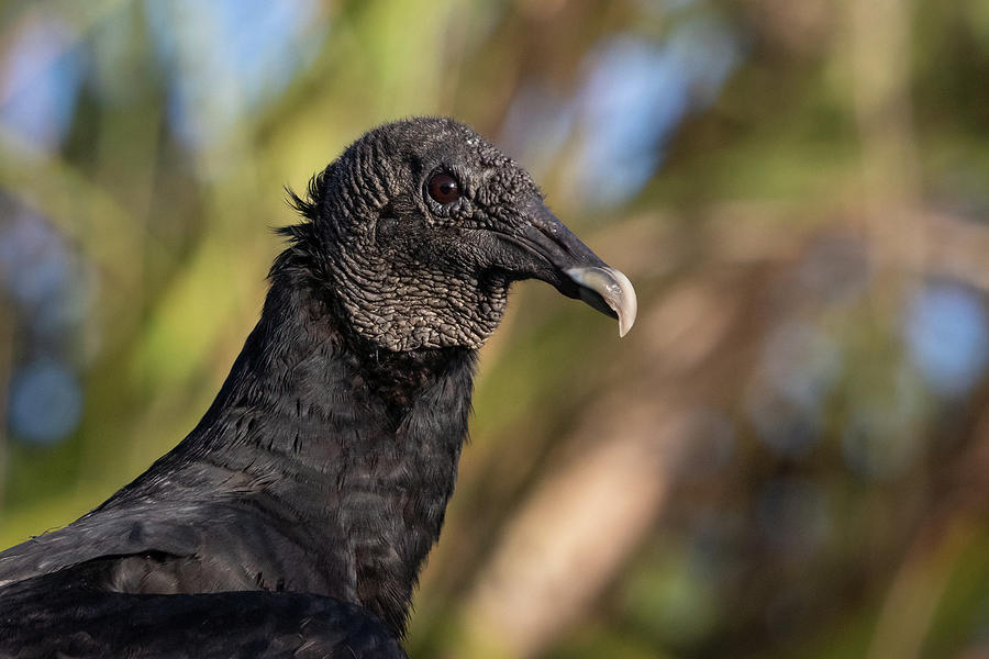 Vulture - Profile Headshot Photograph by R Scott Duncan