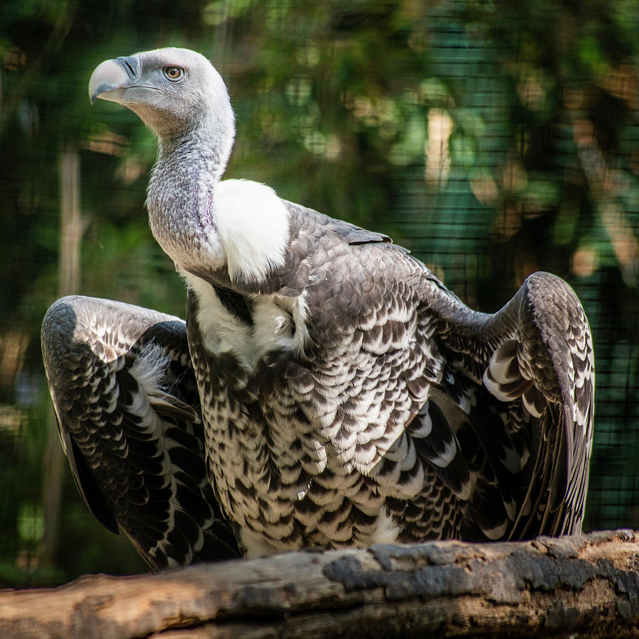 Vulture, Santa Barbara Zoo Photograph by Arnon Z Shorr - Pixels