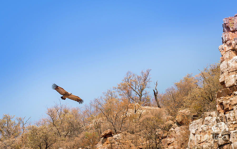 Vulture Soaring Photograph by THP Creative
