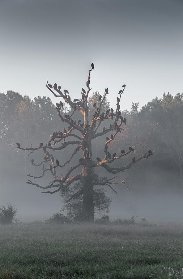 Vulture Tree 1 Photograph by Deborah M